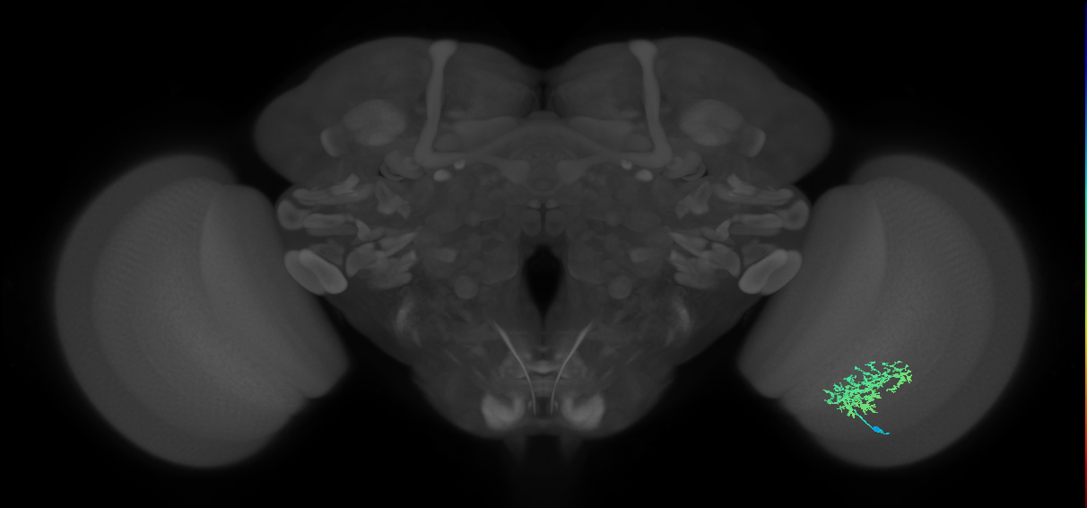 Cm9_R (MaleCNS:48432)