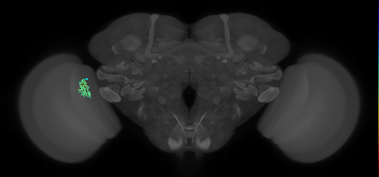 Cm9_L (MaleCNS:168865)