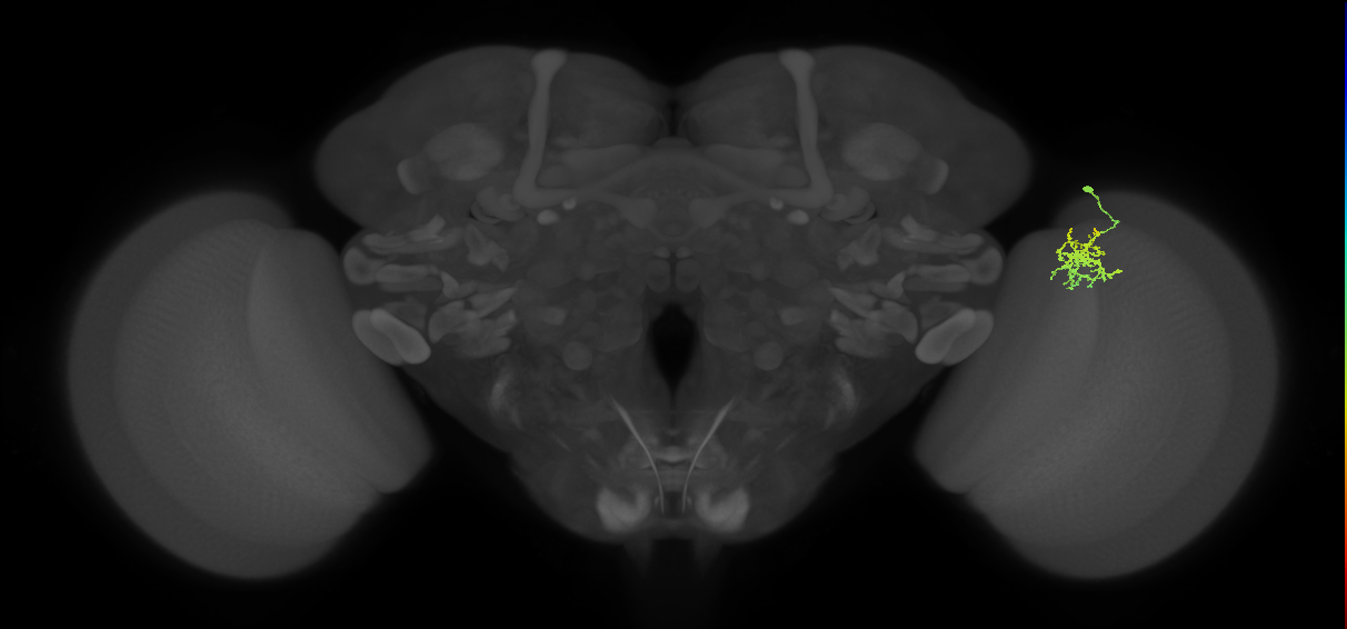 Cm9_R (MaleCNS:81627)