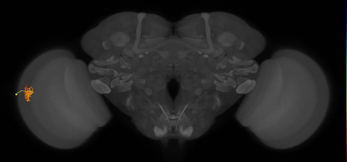 Cm9_L (MaleCNS:28786)