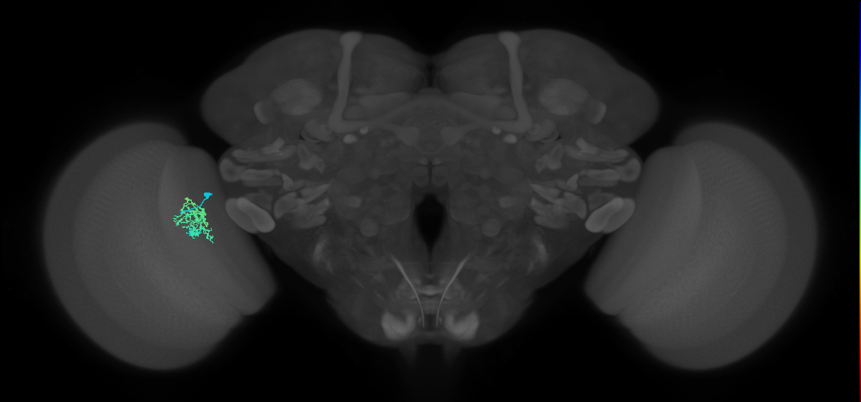 Cm9_L (MaleCNS:113757)