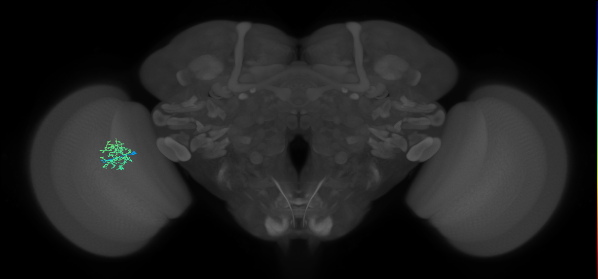 Cm9_L (MaleCNS:155517)