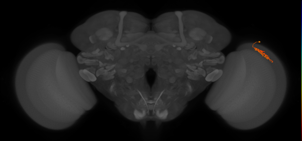 Cm9_R (MaleCNS:82540)