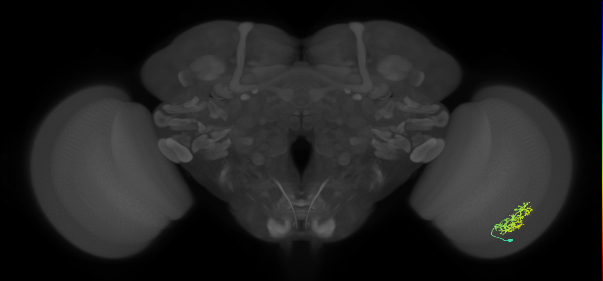 Cm9_R (MaleCNS:56868)
