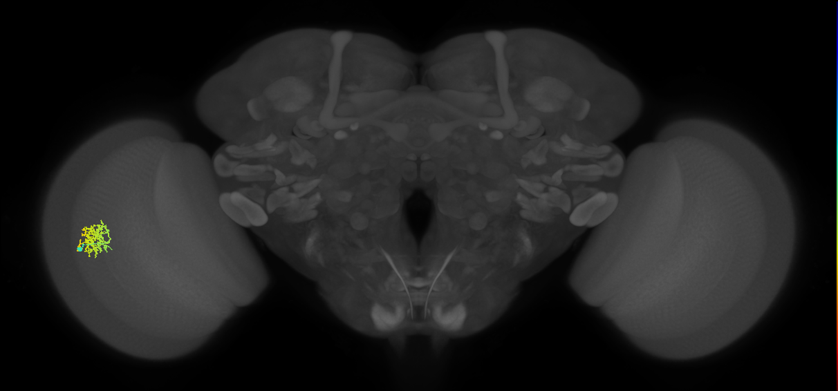 Cm9_L (MaleCNS:57755)