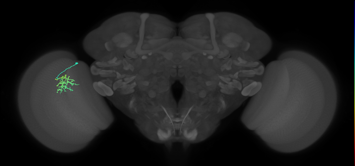 Cm9_L (MaleCNS:514588)
