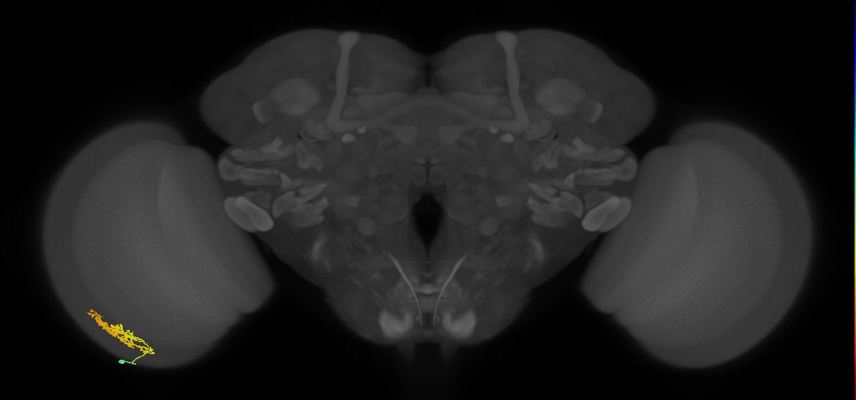 Cm9_L (MaleCNS:539788)