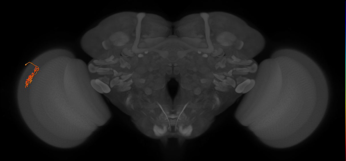 Cm9_L (MaleCNS:539516)