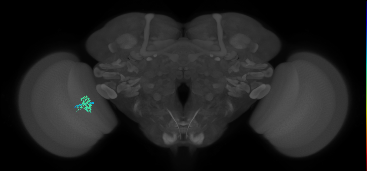 Cm9_L (MaleCNS:514589)