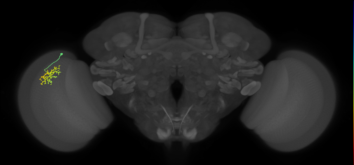 Cm9_L (MaleCNS:541515)