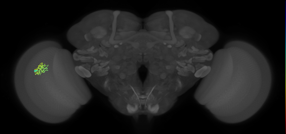 Cm9_L (MaleCNS:167675)