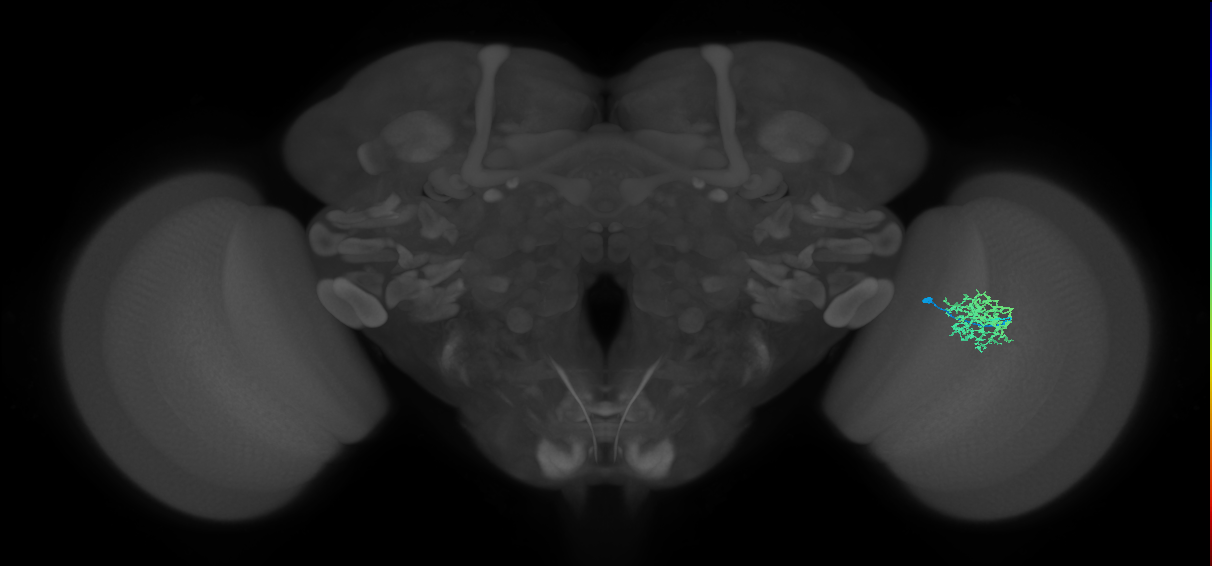 Cm9_R (MaleCNS:532719)