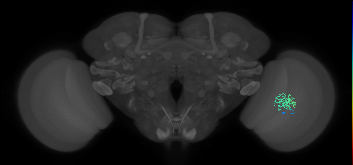 Cm9_R (MaleCNS:63062)