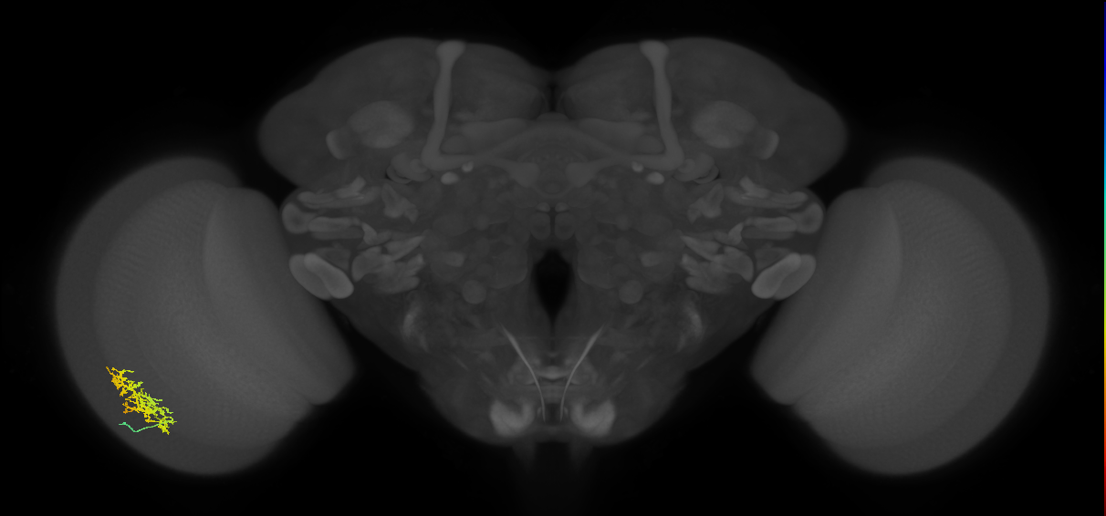Cm9_L (MaleCNS:560378)