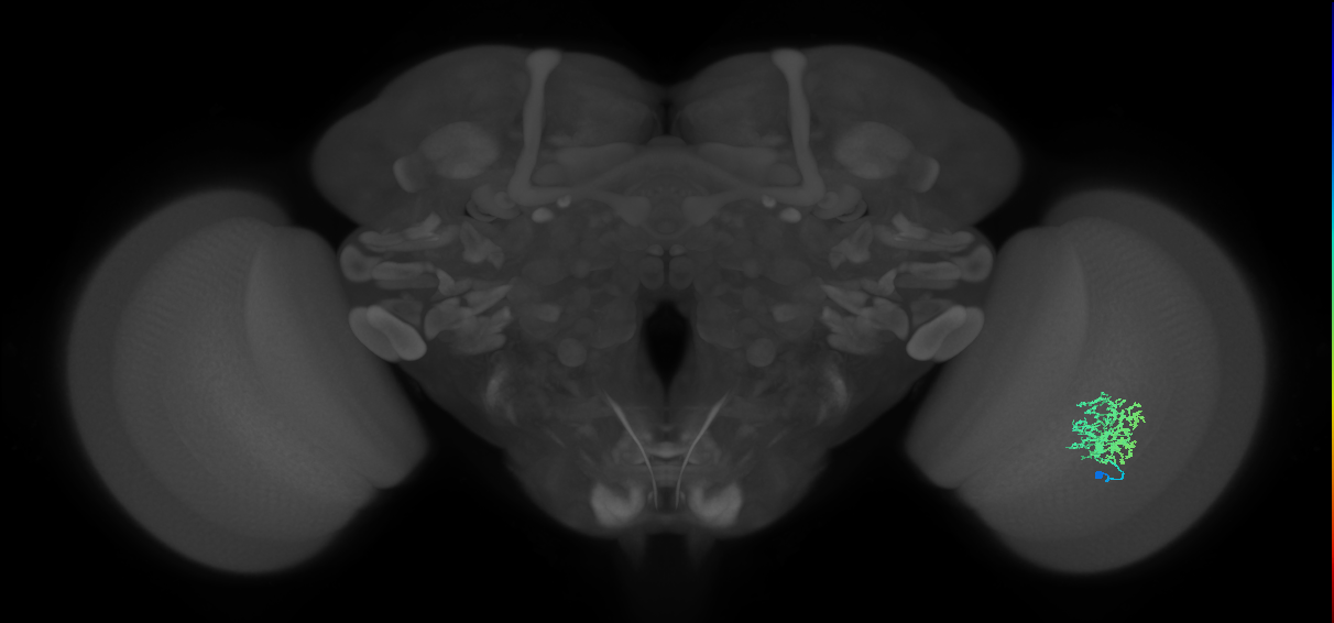 Cm9_R (MaleCNS:49860)
