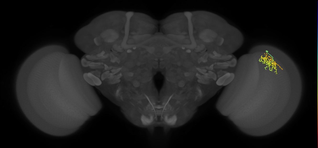 Cm9_R (MaleCNS:60640)