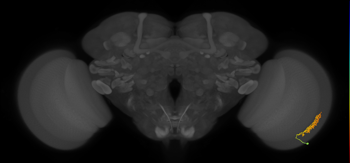 Cm9_R (MaleCNS:55171)