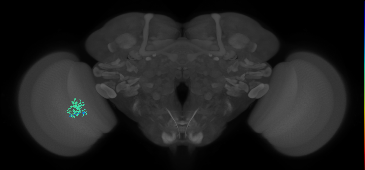 Cm9_L (MaleCNS:66951)