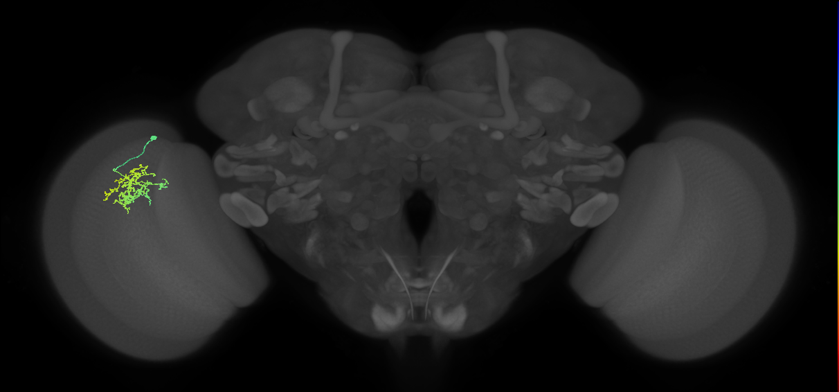Cm9_L (MaleCNS:516456)