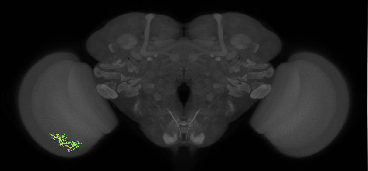 Cm9_L (MaleCNS:33062)