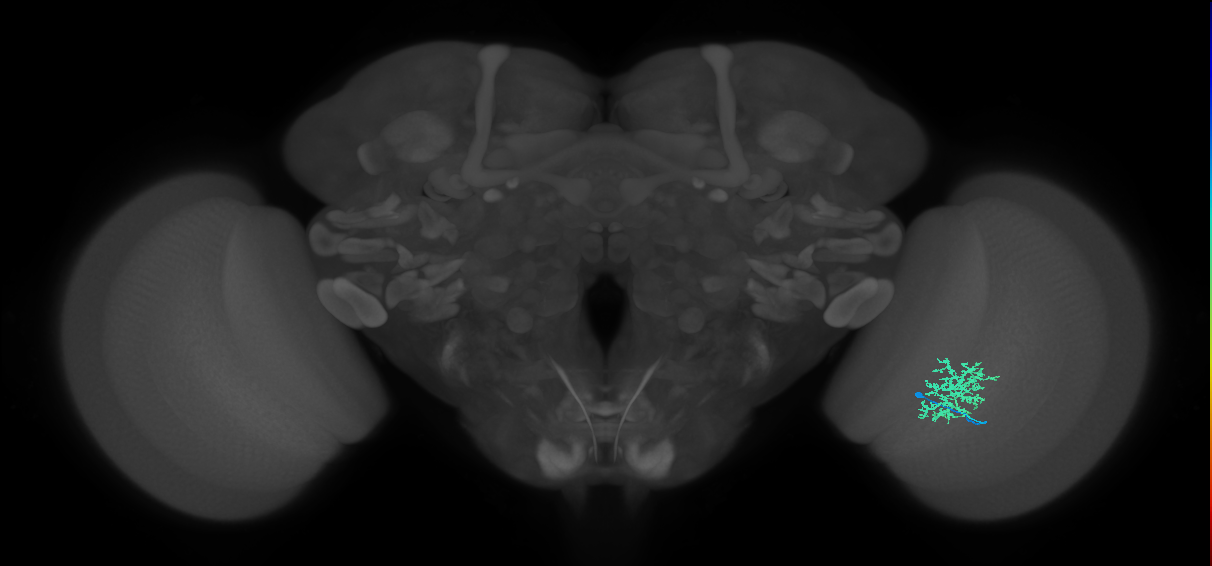 Cm9_R (MaleCNS:533540)