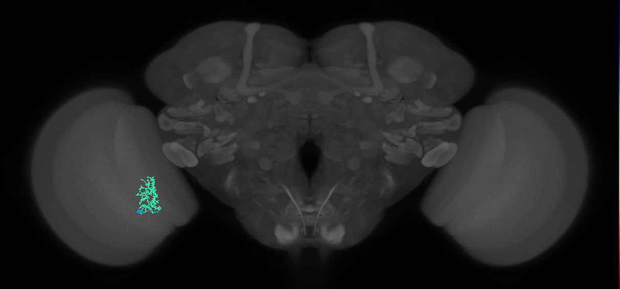 Cm9_L (MaleCNS:536455)