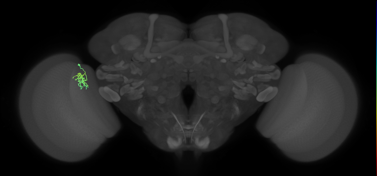 Cm9_L (MaleCNS:425336)
