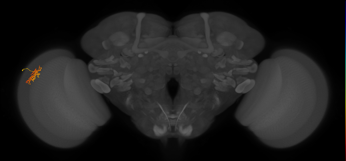 Cm9_L (MaleCNS:100664)