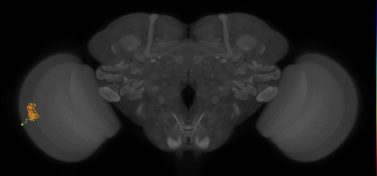 Cm9_L (MaleCNS:70765)