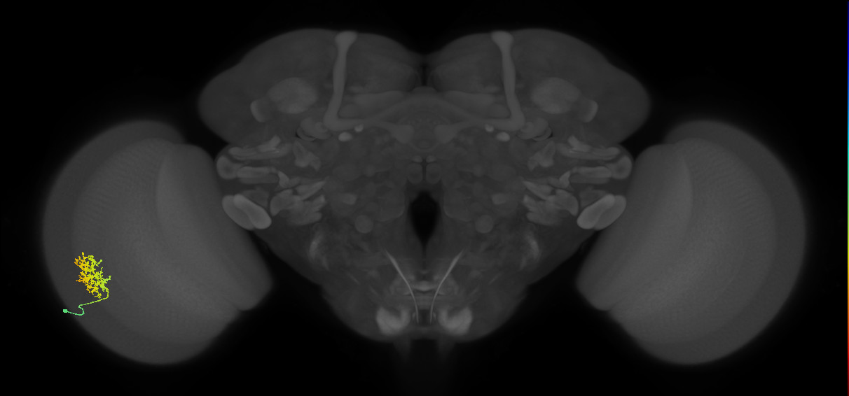 Cm9_L (MaleCNS:56594)