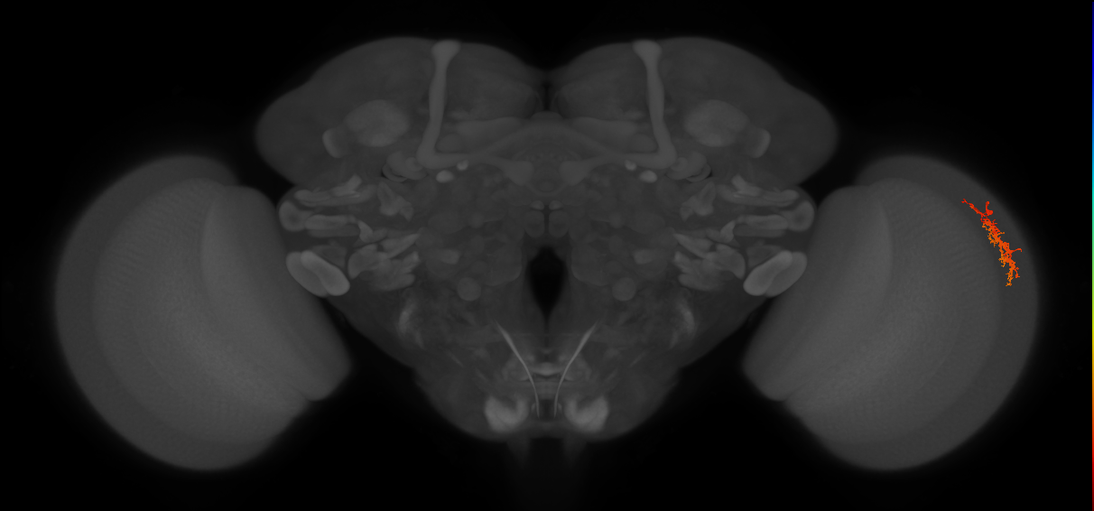 Cm9_R (MaleCNS:87648)
