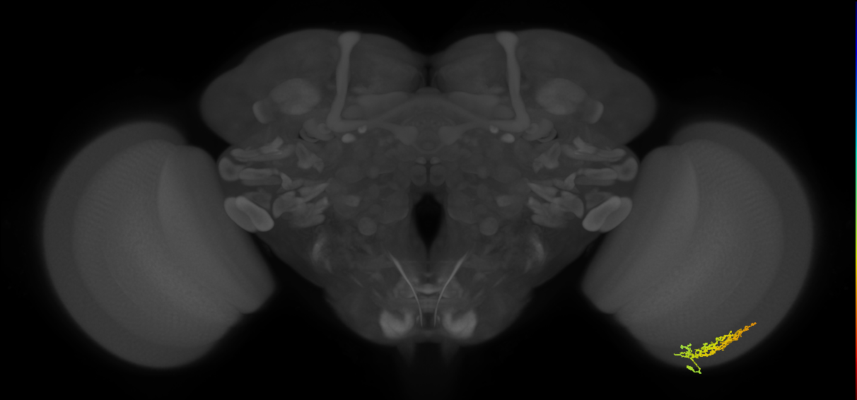 Cm9_R (MaleCNS:68824)