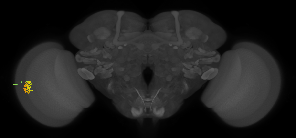 Cm9_L (MaleCNS:69754)