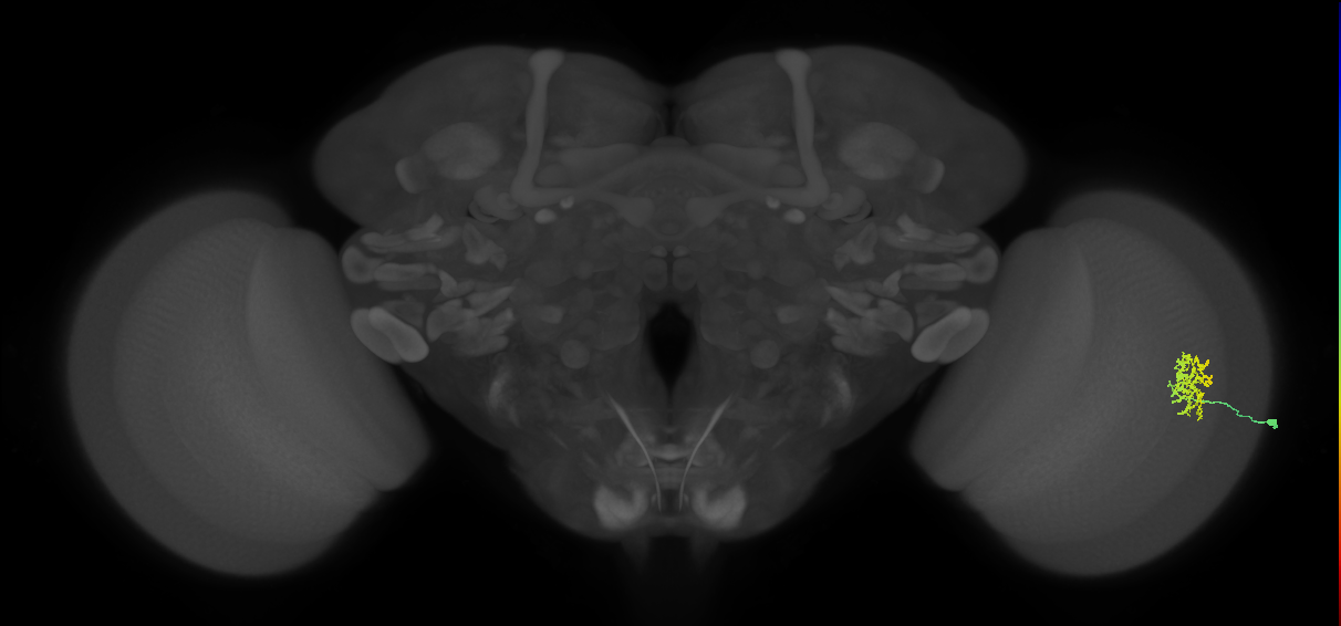 Cm9_R (MaleCNS:64469)