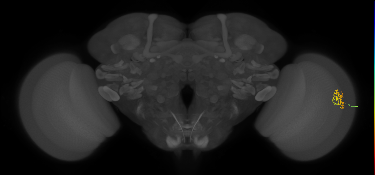 Cm9_R (MaleCNS:81447)