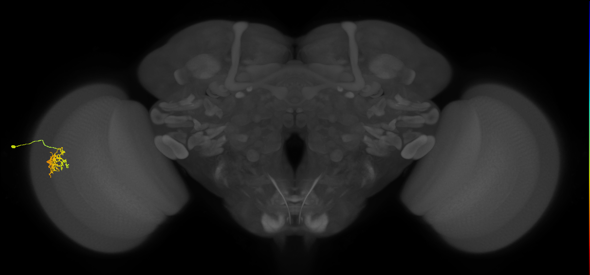 Cm9_L (MaleCNS:519581)