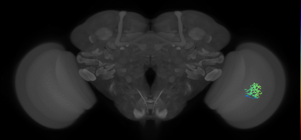 Cm9_R (MaleCNS:57701)