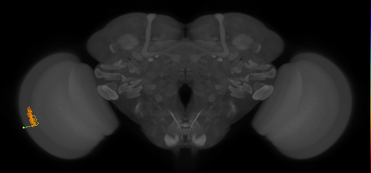 Cm9_L (MaleCNS:580791)