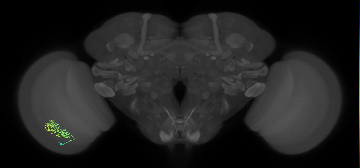 Cm9_L (MaleCNS:87446)