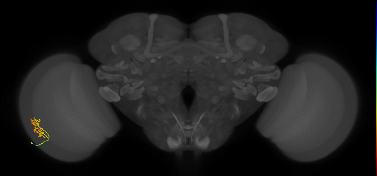 Cm9_L (MaleCNS:556791)