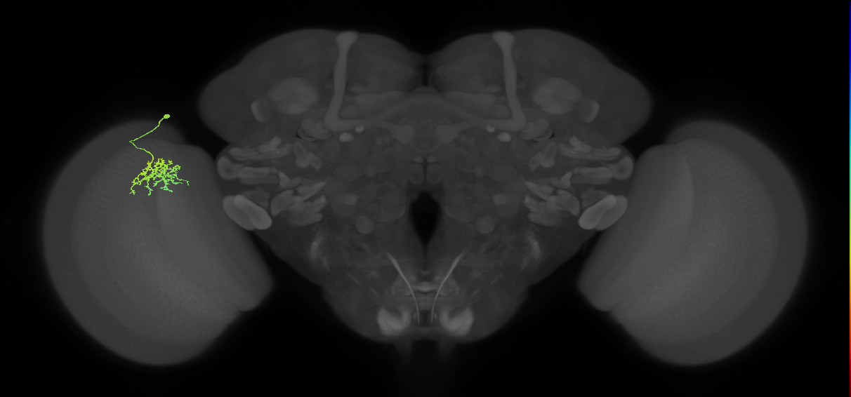 Cm9_L (MaleCNS:75863)