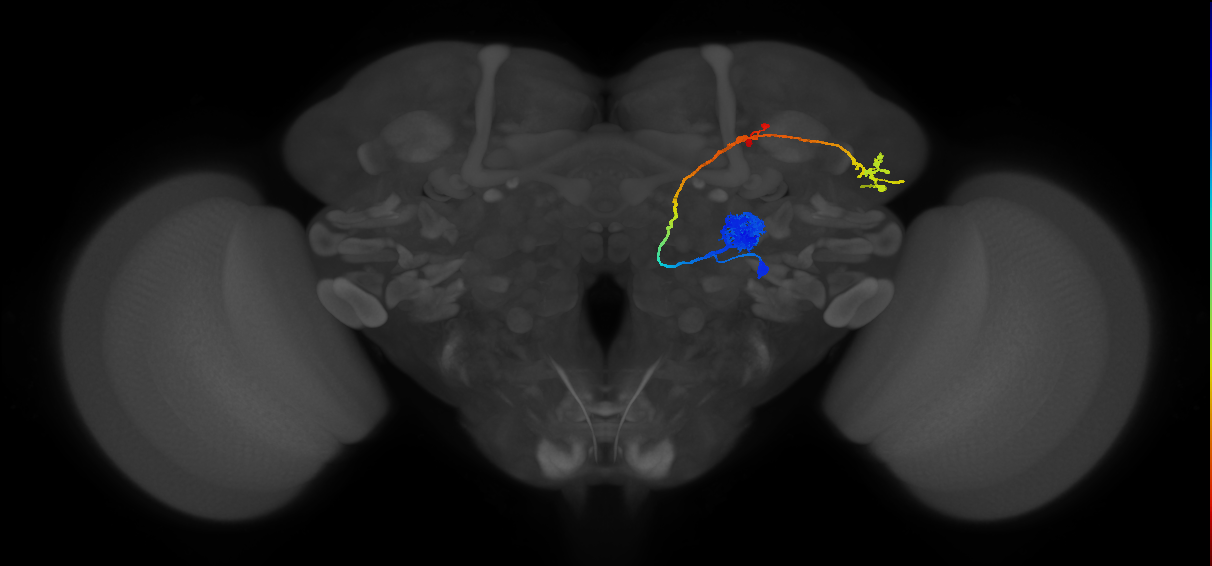 DA1_lPN_R (MaleCNS:11816)
