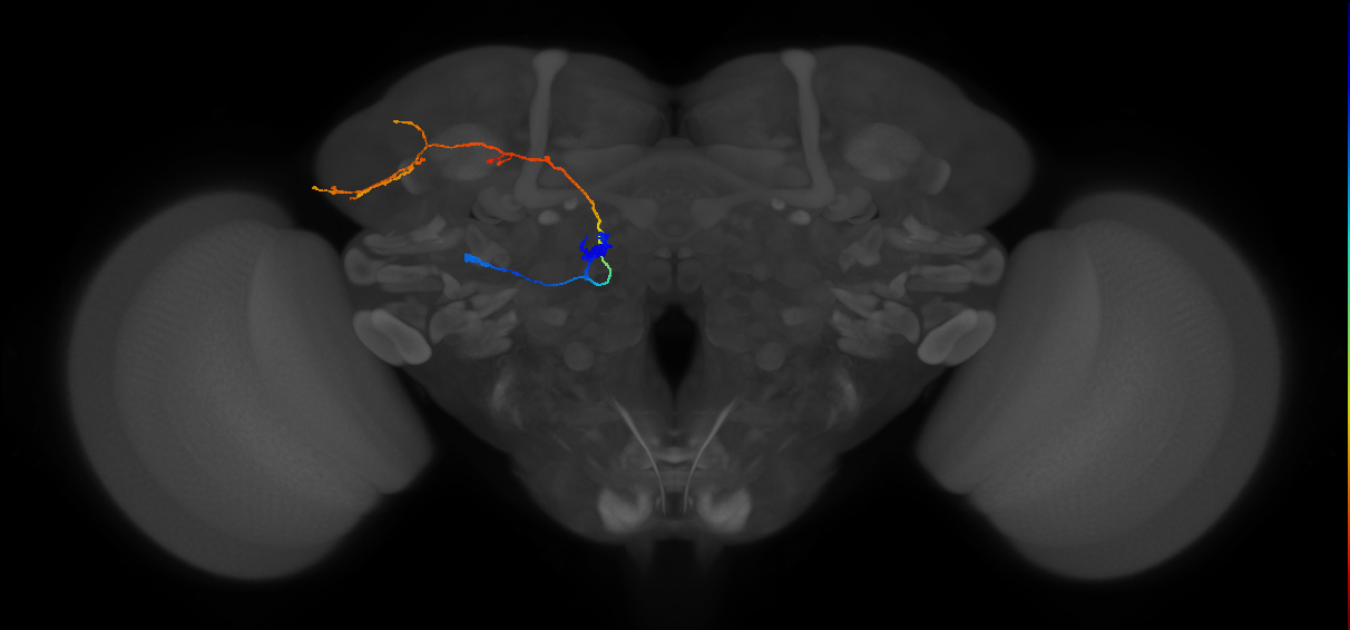 DA2_lPN_L (MaleCNS:20105)