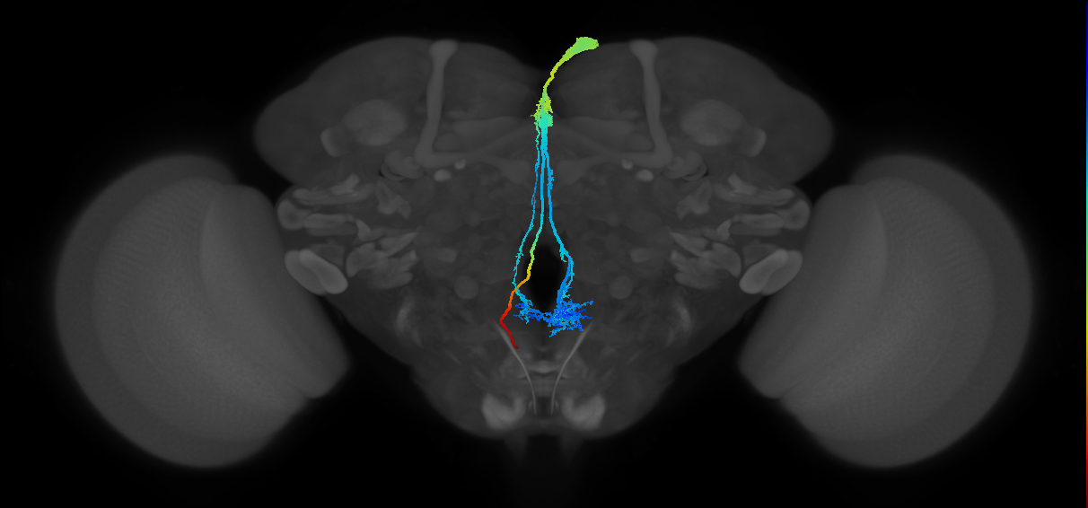 Dh44 neuron of pars intercerebralis
