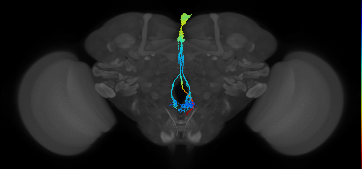 Dh44 neuron of pars intercerebralis