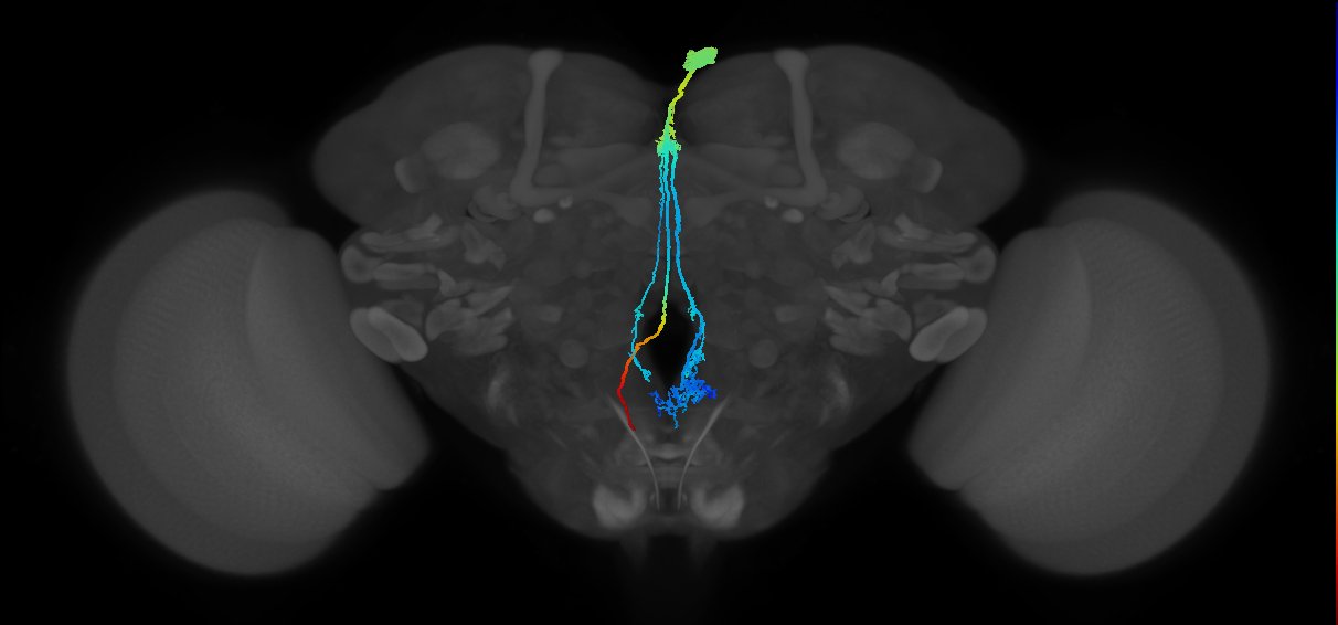 adult Dh44 neuron of pars intercerebralis