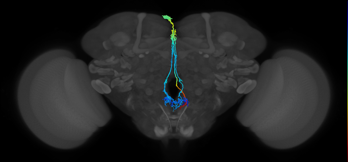 Dh44 neuron of pars intercerebralis