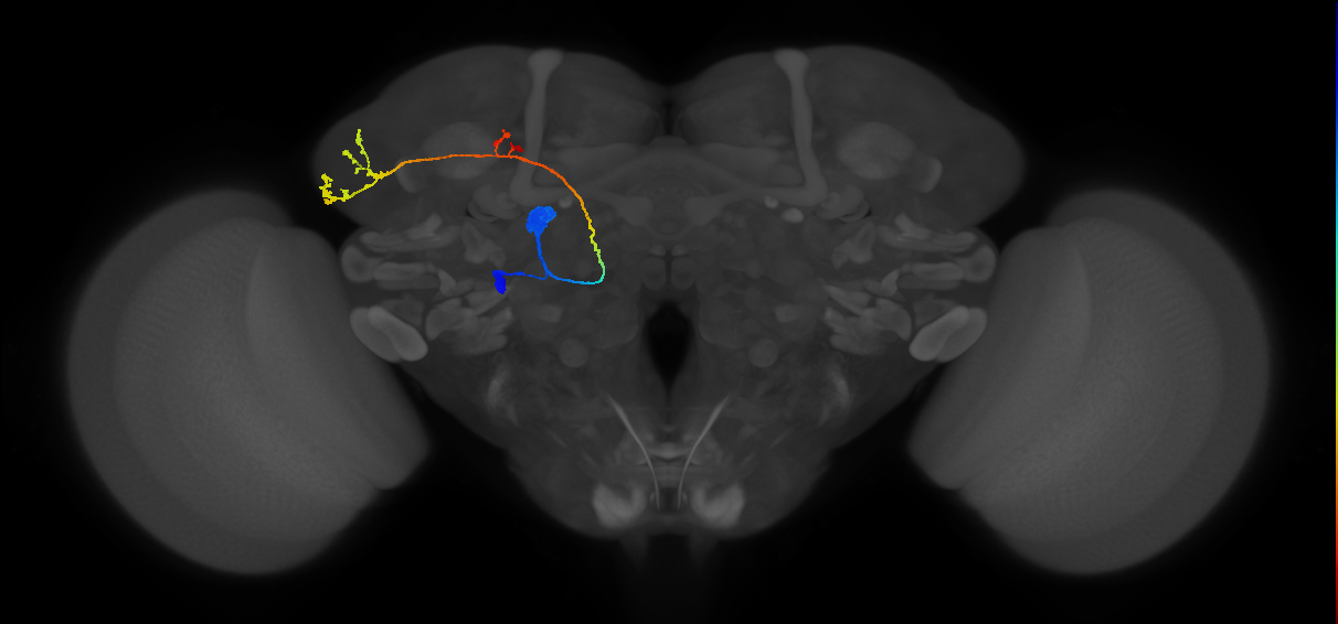 DL3_lPN_L (MaleCNS:16228)