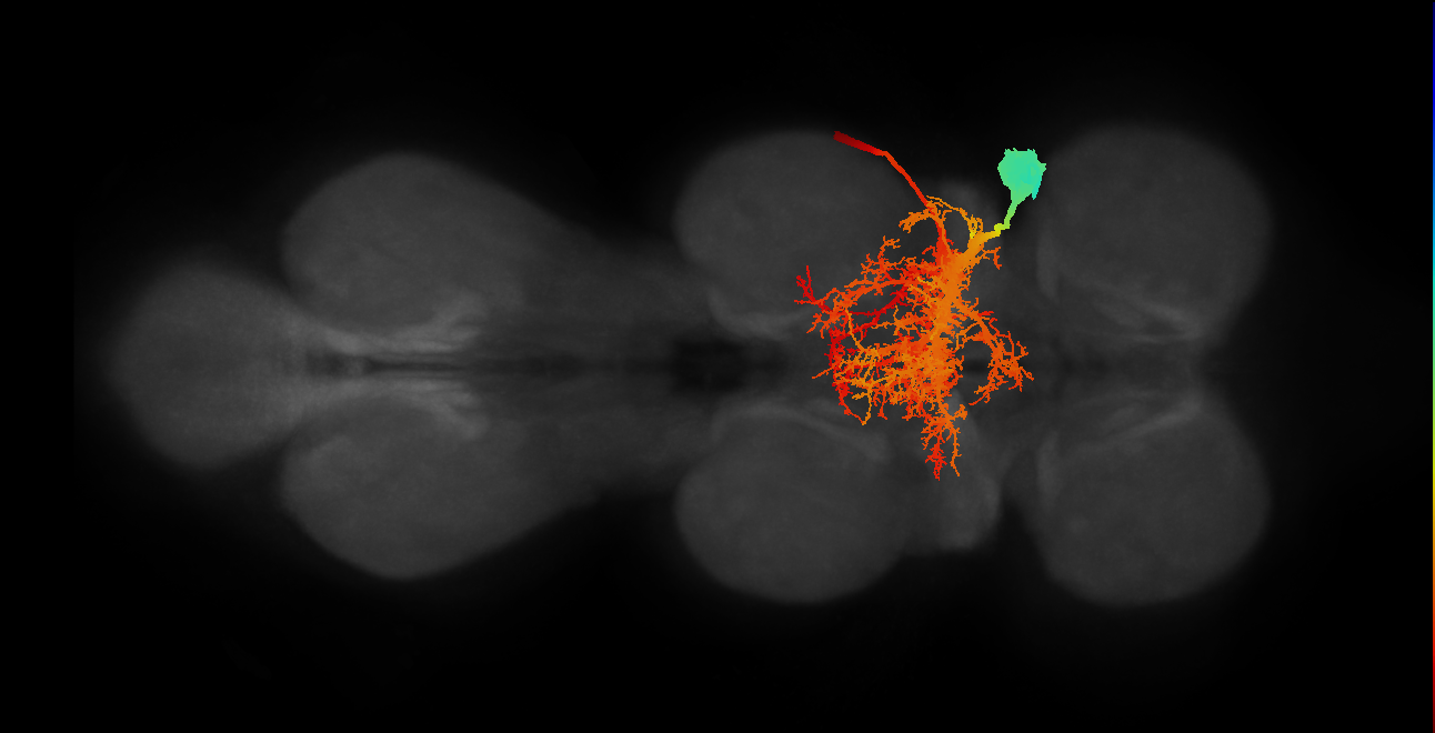NB7-1 lineage neuron