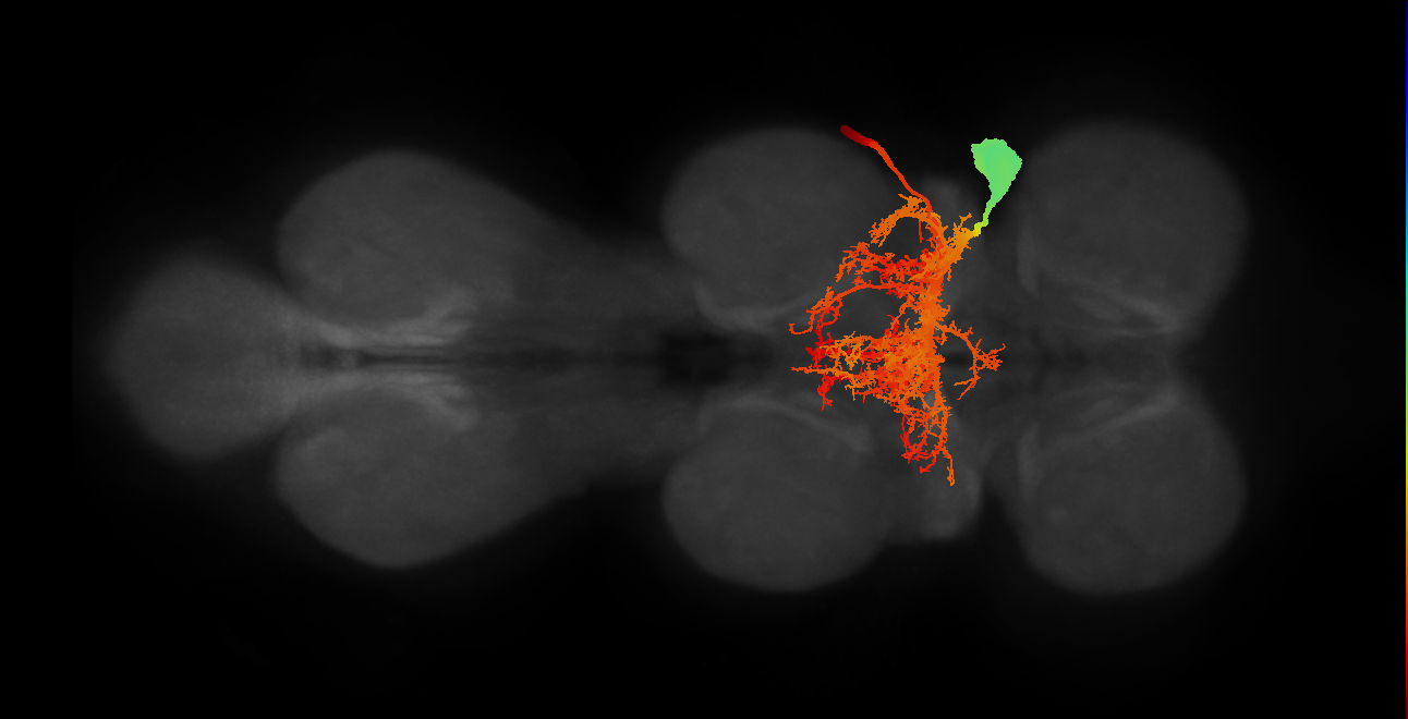 DLMn c-f_R (MaleCNS:1050014552)